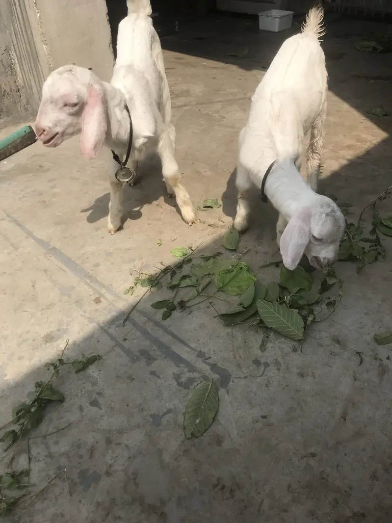 Rajanpuri to desi cross two female path — photo 3