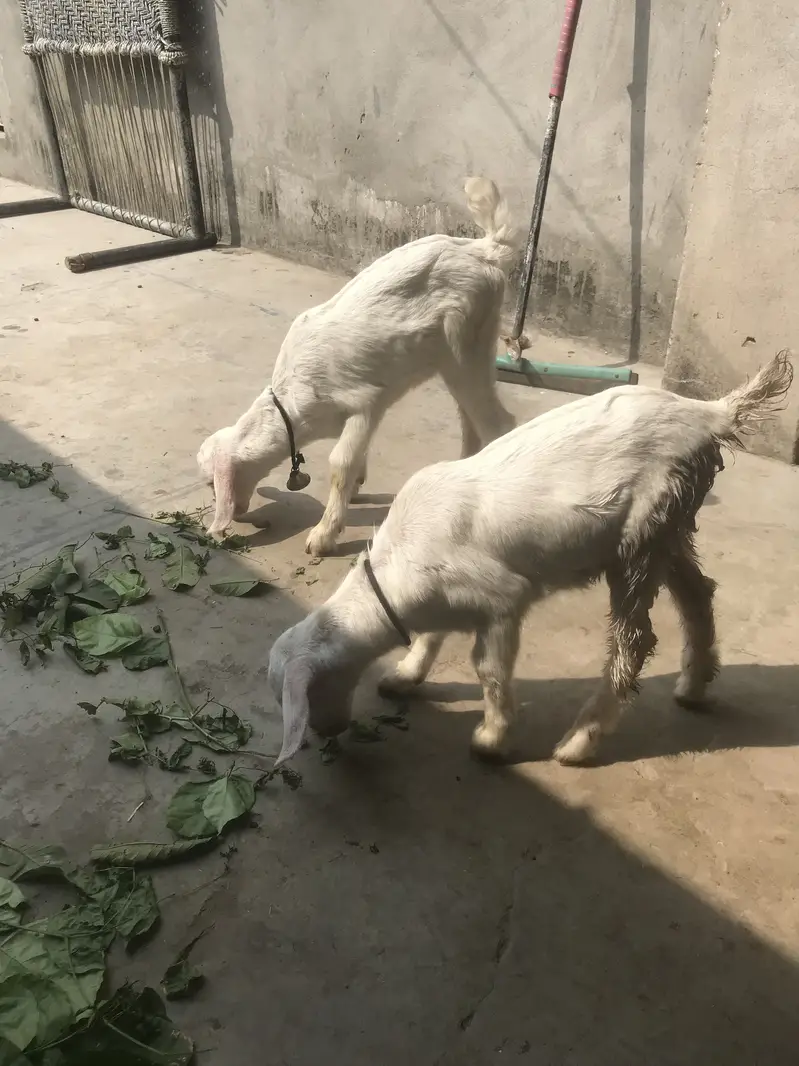 Rajanpuri to desi cross two female path — photo 4