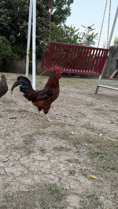 Desi roaster available for sale