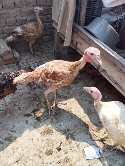 Turkey bird for sale