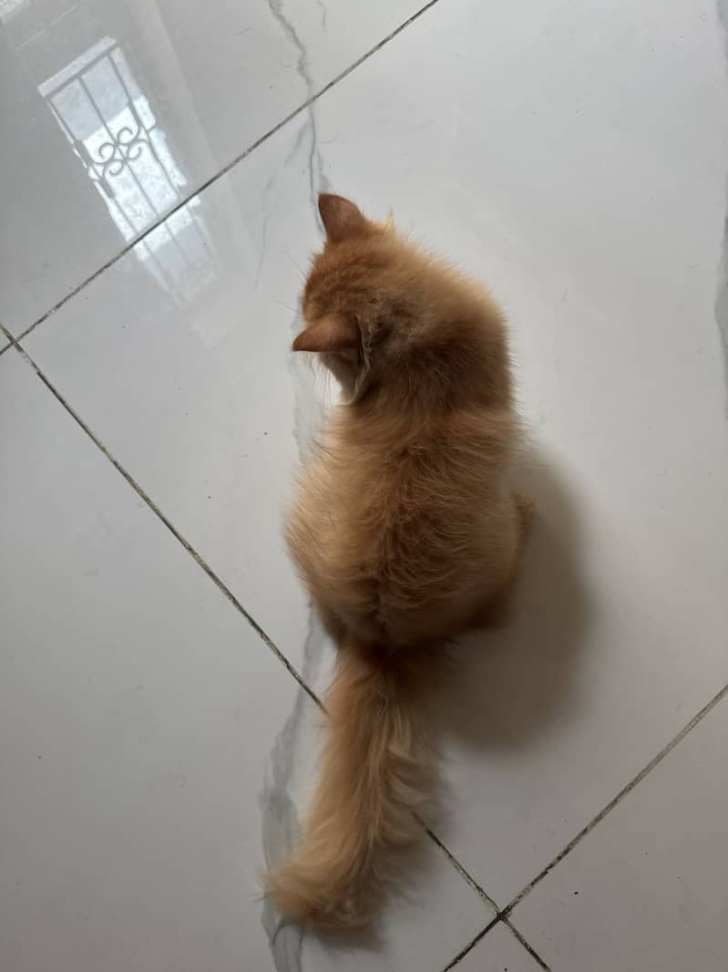 Persian cat 0