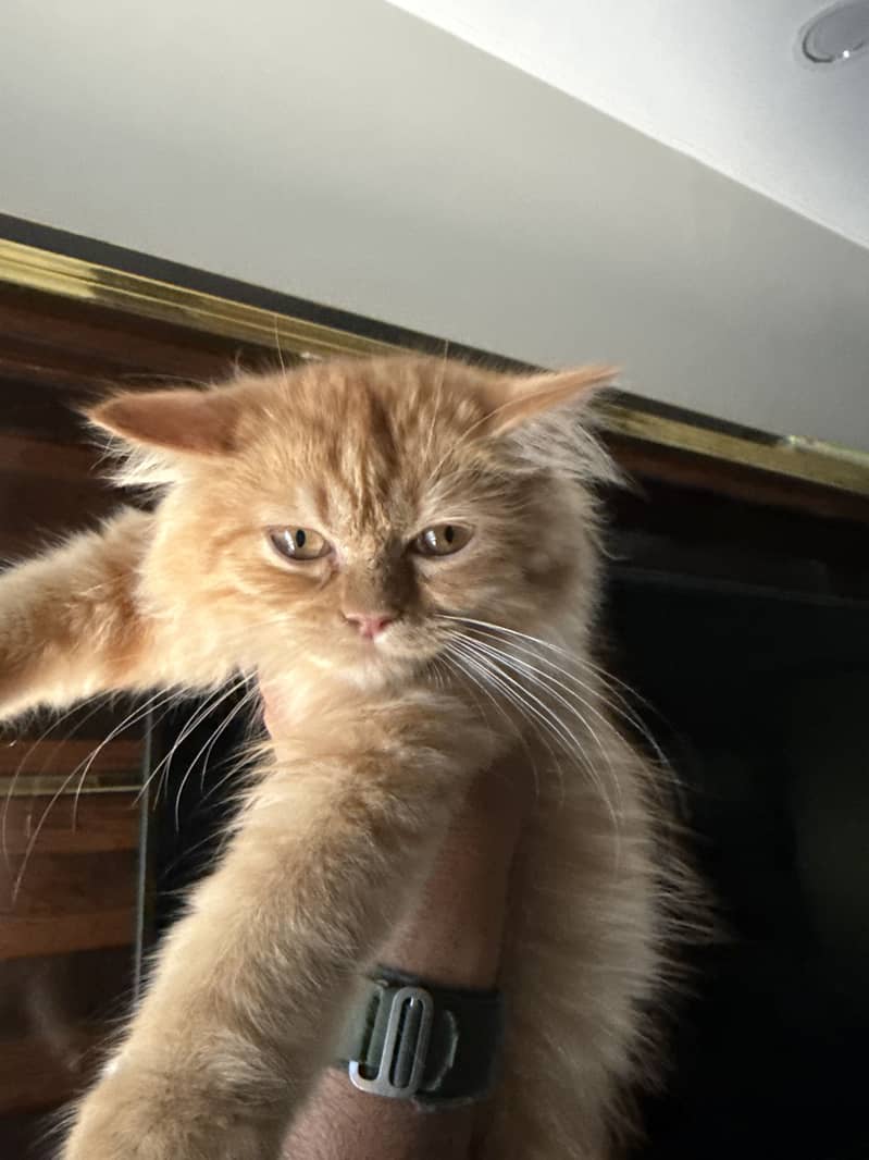 Persian cat 1