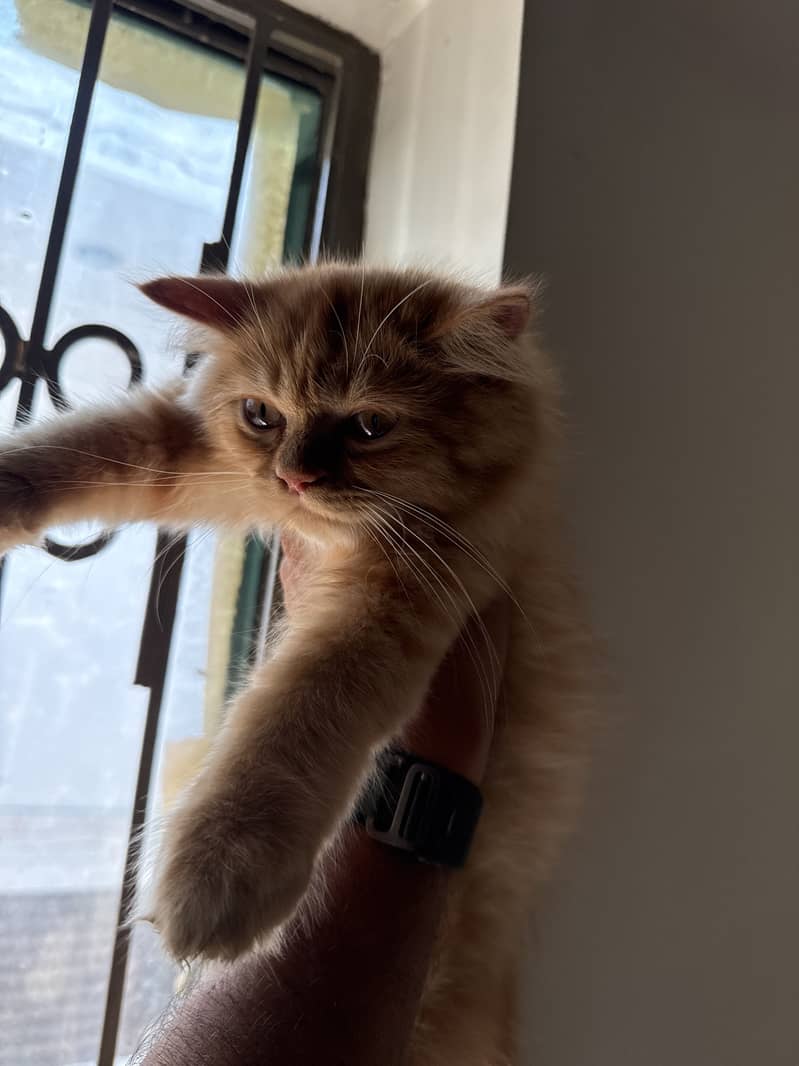 Persian cat 2