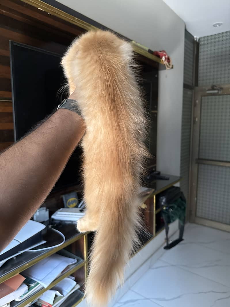 Persian cat 3