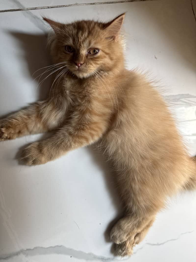 Persian cat 4