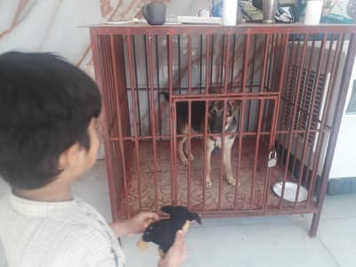 strong cage for animal