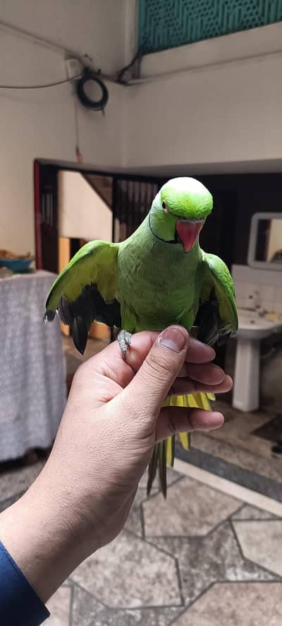 handtam no bite healthy parrot