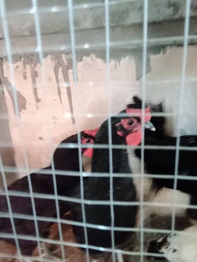austrolop starter hens with male