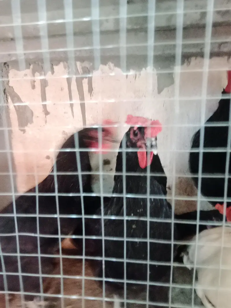 austrolop starter hens with male — photo 2