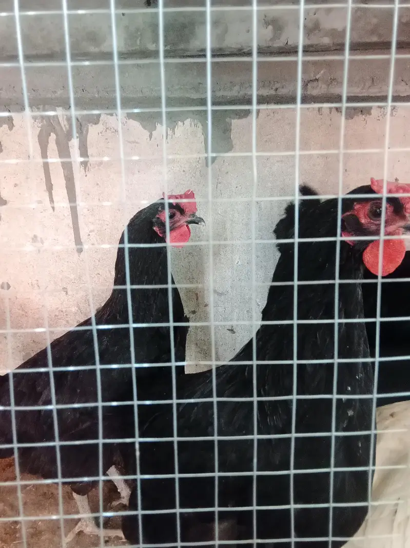 austrolop starter hens with male — photo 3