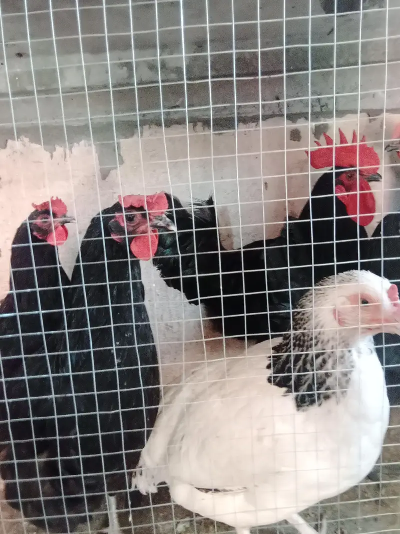 austrolop starter hens with male — photo 4