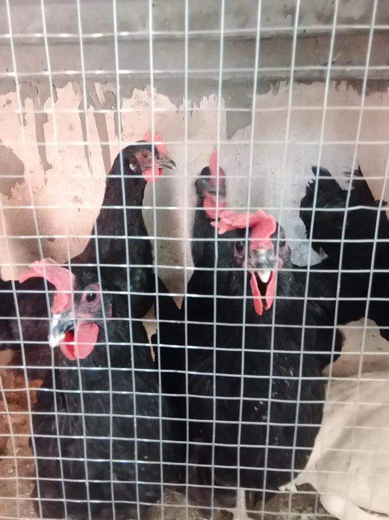 austrolop starter hens with male — photo 5