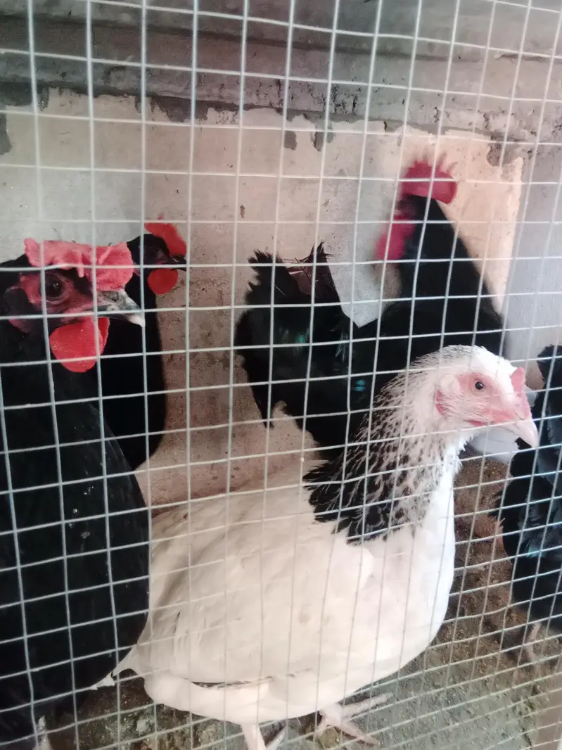 austrolop starter hens with male — photo 6