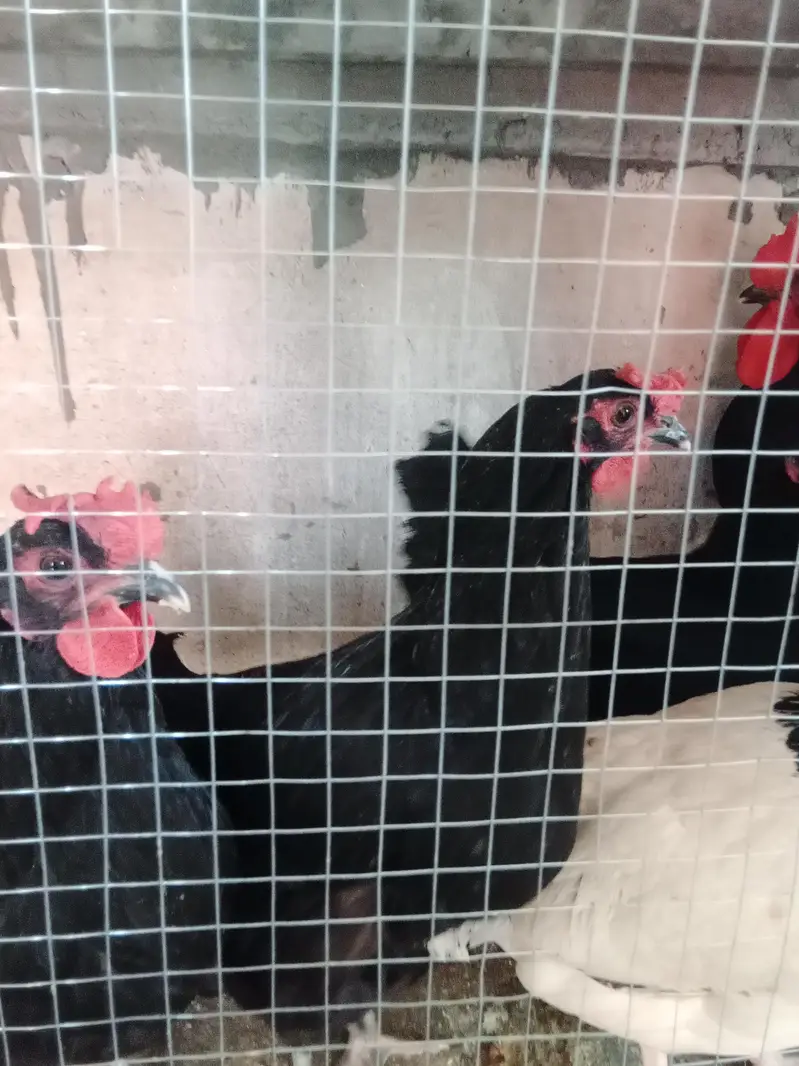 austrolop starter hens with male — photo 7