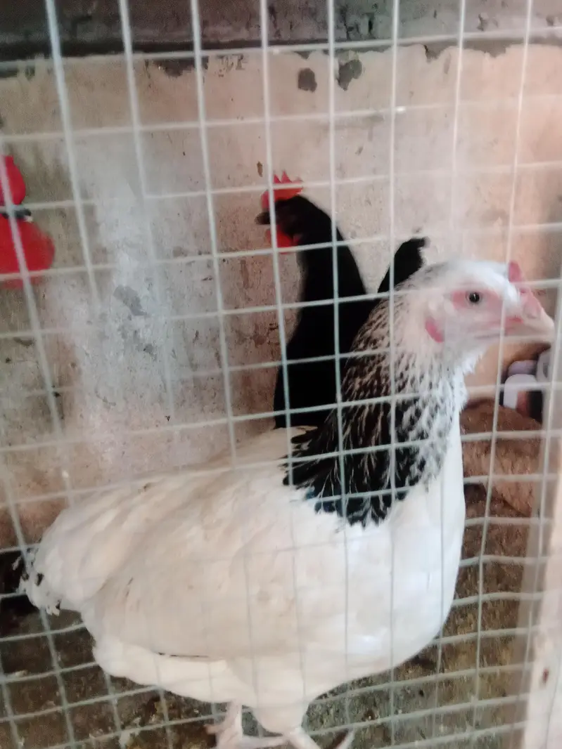 austrolop starter hens with male — photo 8