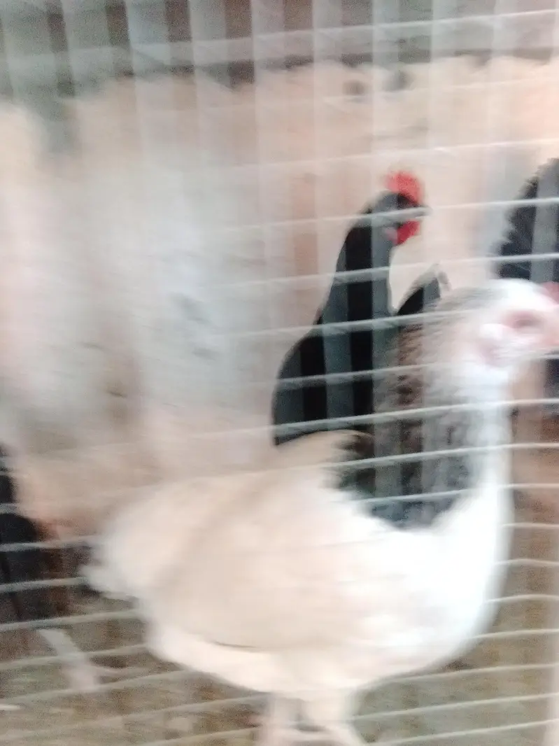 austrolop starter hens with male — photo 9