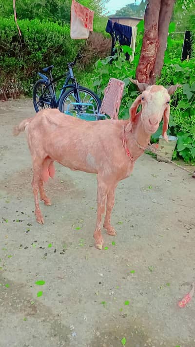 bakri for sel din mein kilo dudh deti hai
