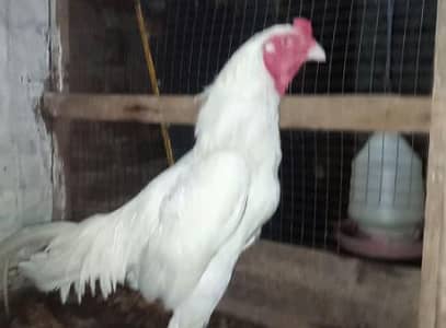 Heera Aseel | Heritage Australorp | Ayam cemani chicks & adults