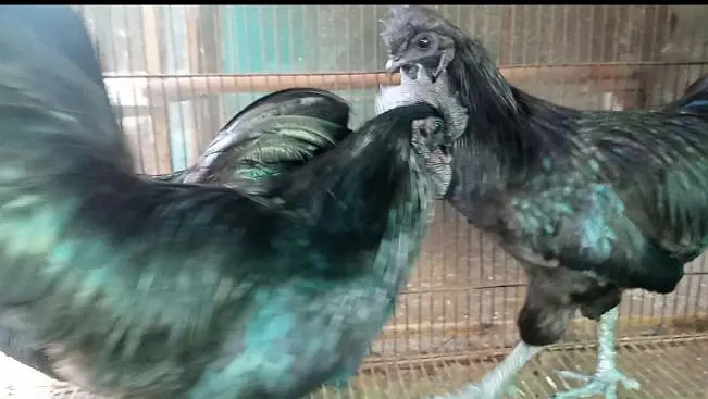Heera Aseel | Heritage Australorp | Ayam cemani chicks & adults — photo 2