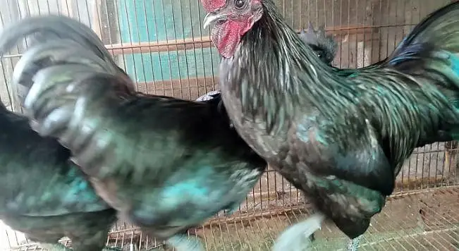 Heera Aseel | Heritage Australorp | Ayam cemani chicks & adults — photo 3
