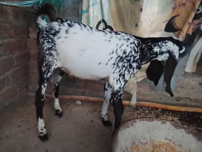 beetal male bkra for next qurbani
