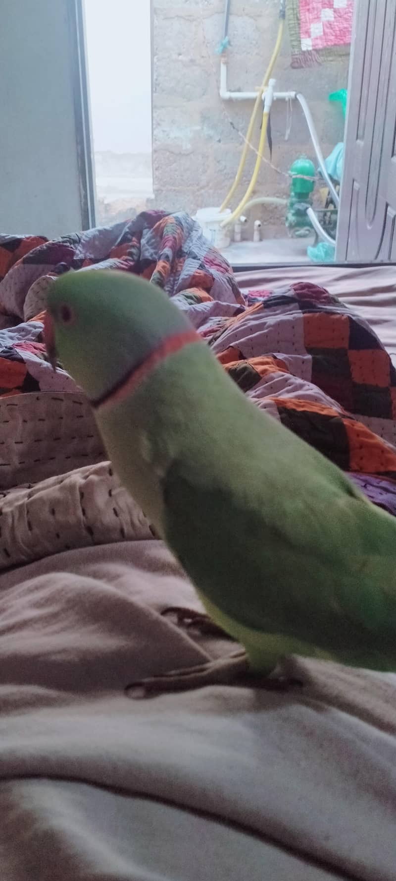 talking 2