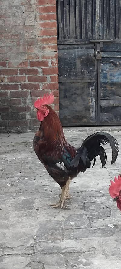 2 murja
