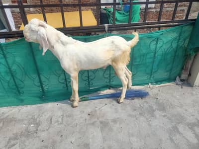 rajan puri bakra and chaki wala dumbha