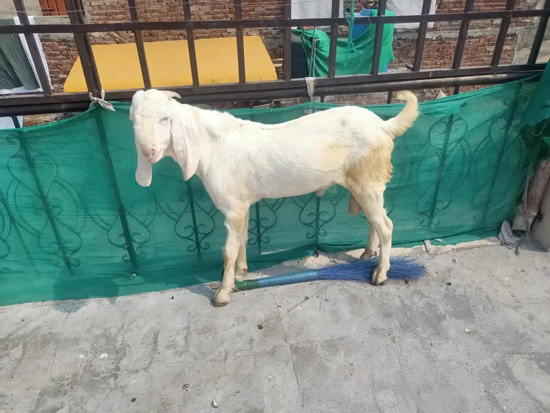 rajan puri bakra and chaki wala dumbha — photo 2