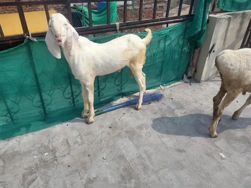 rajan puri bakra and chaki wala dumbha — photo 3