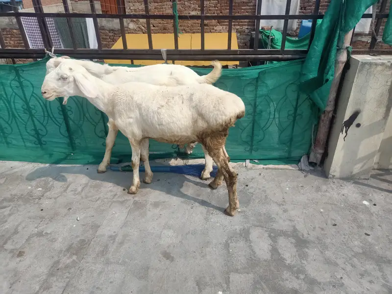 rajan puri bakra and chaki wala dumbha — photo 4