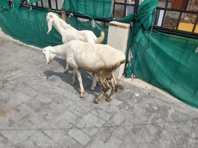 rajan puri bakra and chaki wala dumbha — photo 5