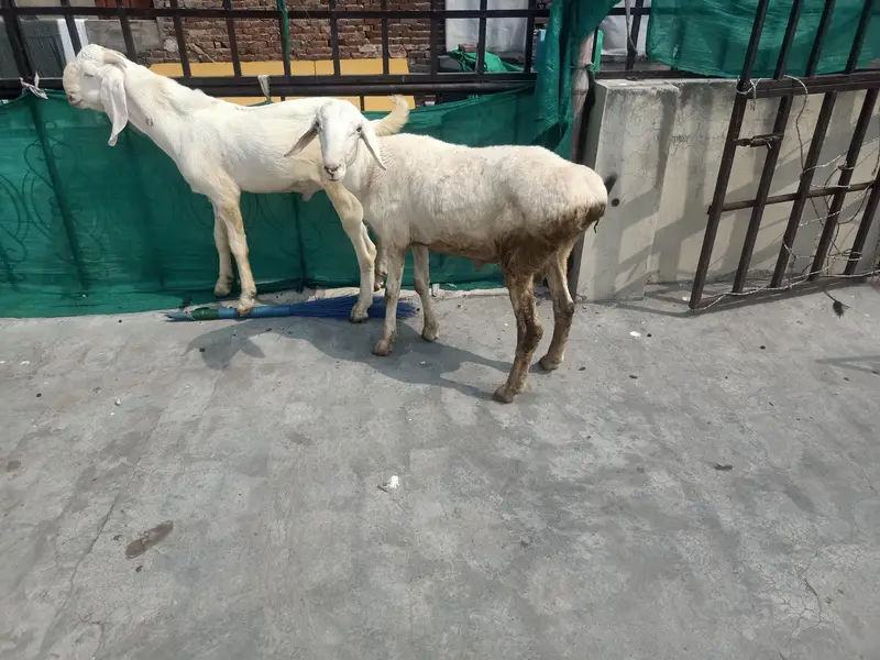 rajan puri bakra and chaki wala dumbha — photo 6