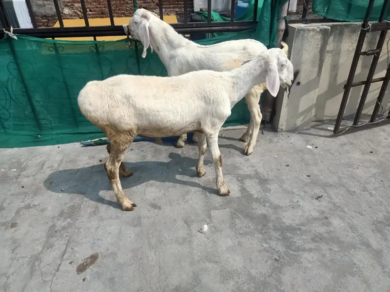 rajan puri bakra and chaki wala dumbha — photo 7