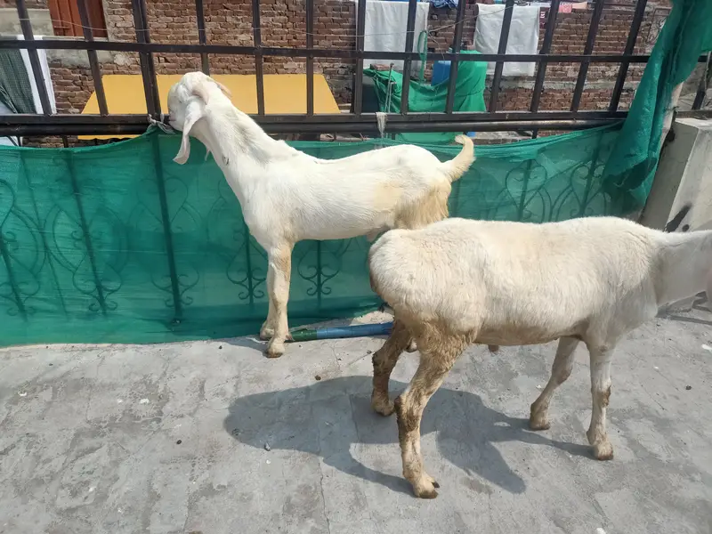 rajan puri bakra and chaki wala dumbha — photo 8