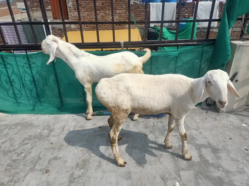 rajan puri bakra and chaki wala dumbha — photo 9