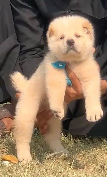 alabi dog mail 2 mahnt for sale active and healthy available