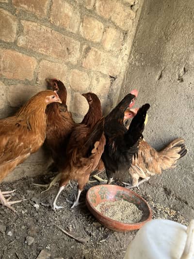 Aseel and desi for sale