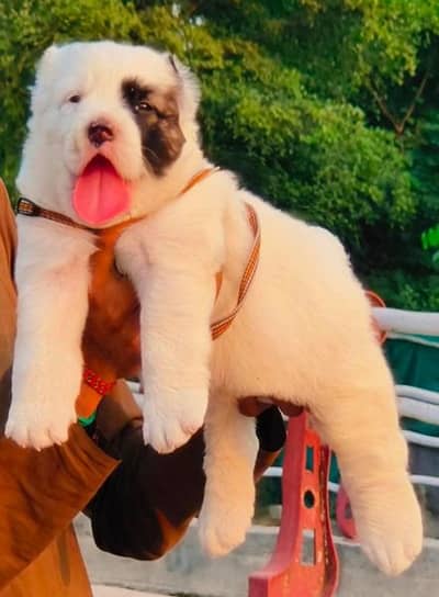 alabi mail 2 mahnt for sale active and healthy  cargo available