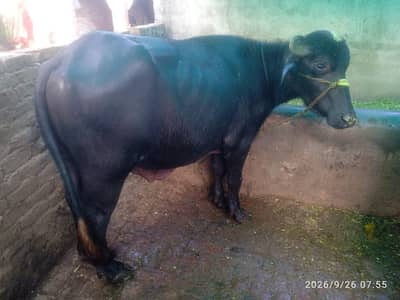 bull for sale
