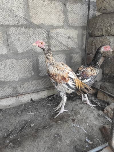 بلیک مادی فارسیل