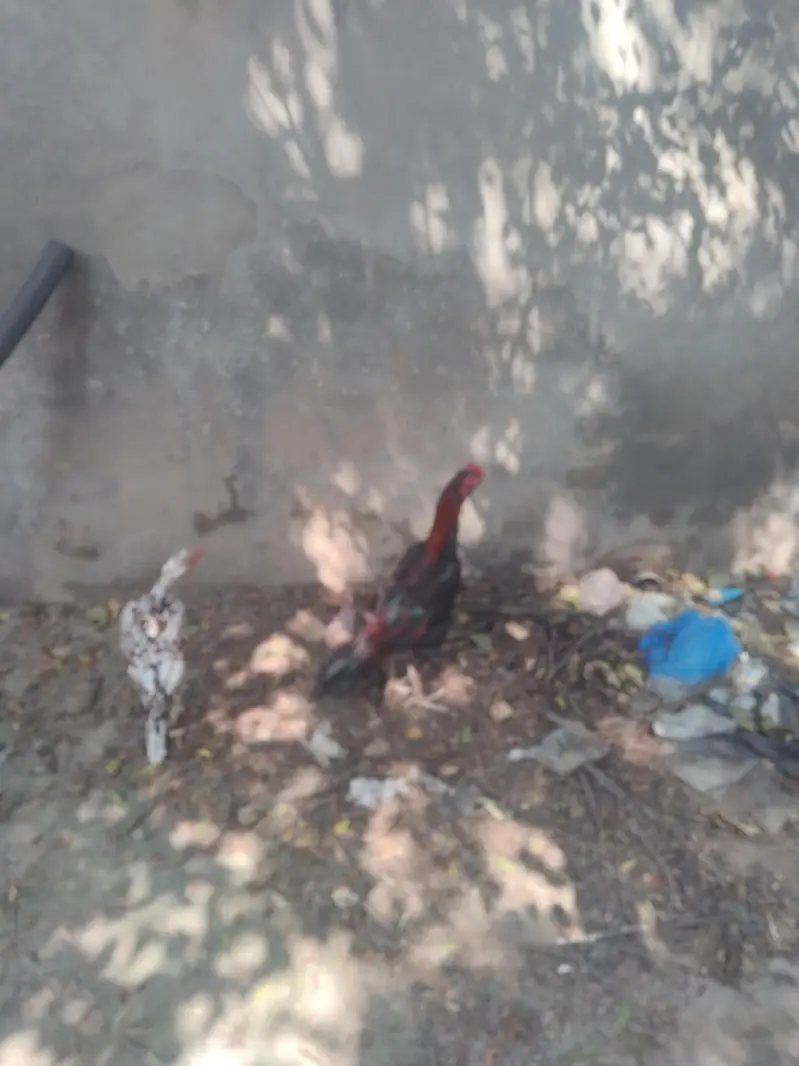 Mainwali Aseel beautiful healthy and active pair vedio on demand — photo 3