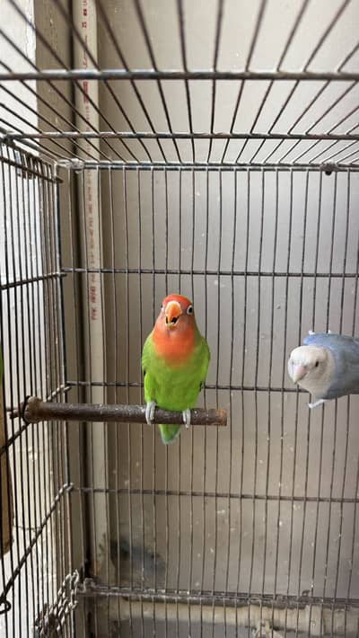 Love birds and budgie setup for sale