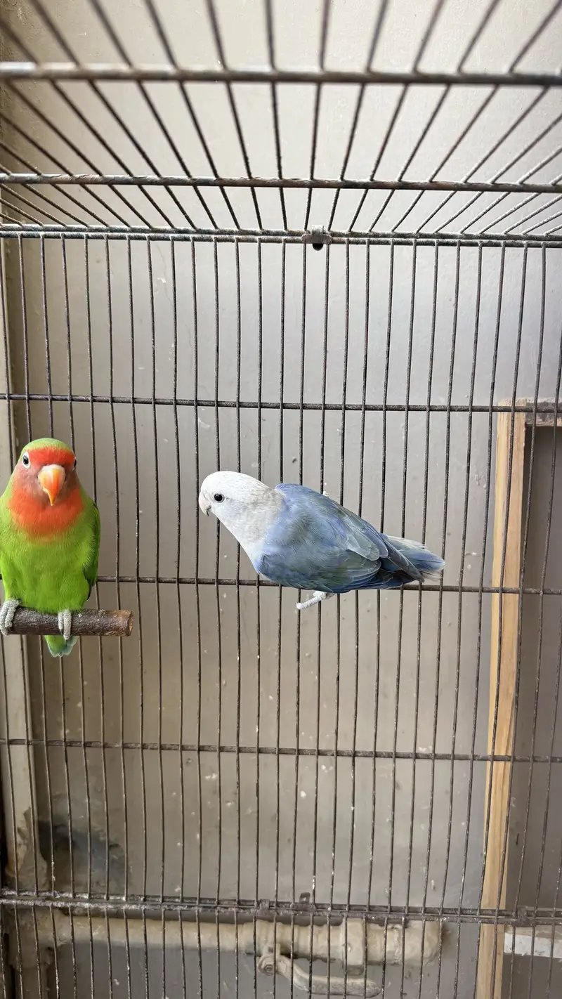 Love birds and budgie setup for sale — photo 2
