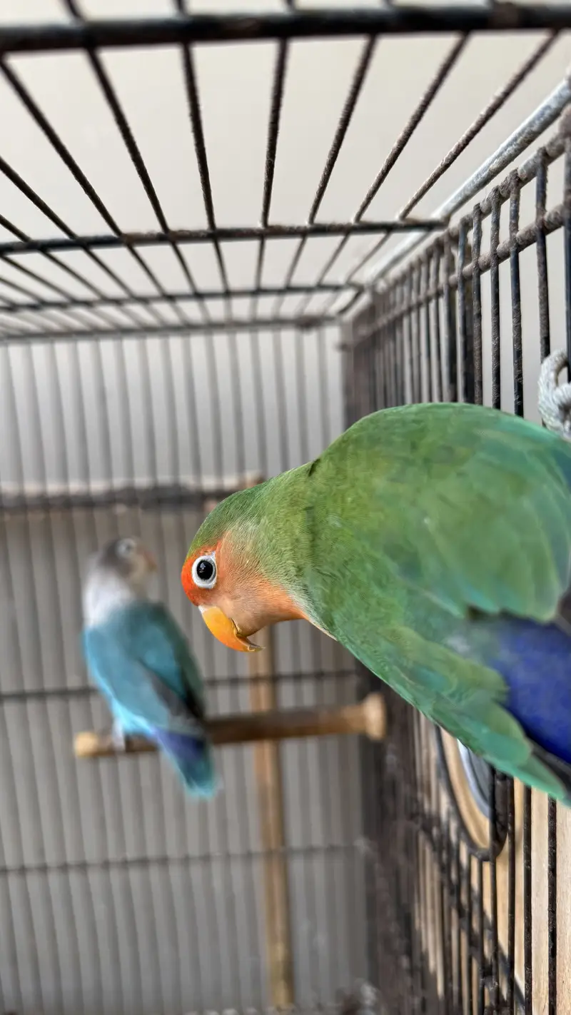 Love birds and budgie setup for sale — photo 5