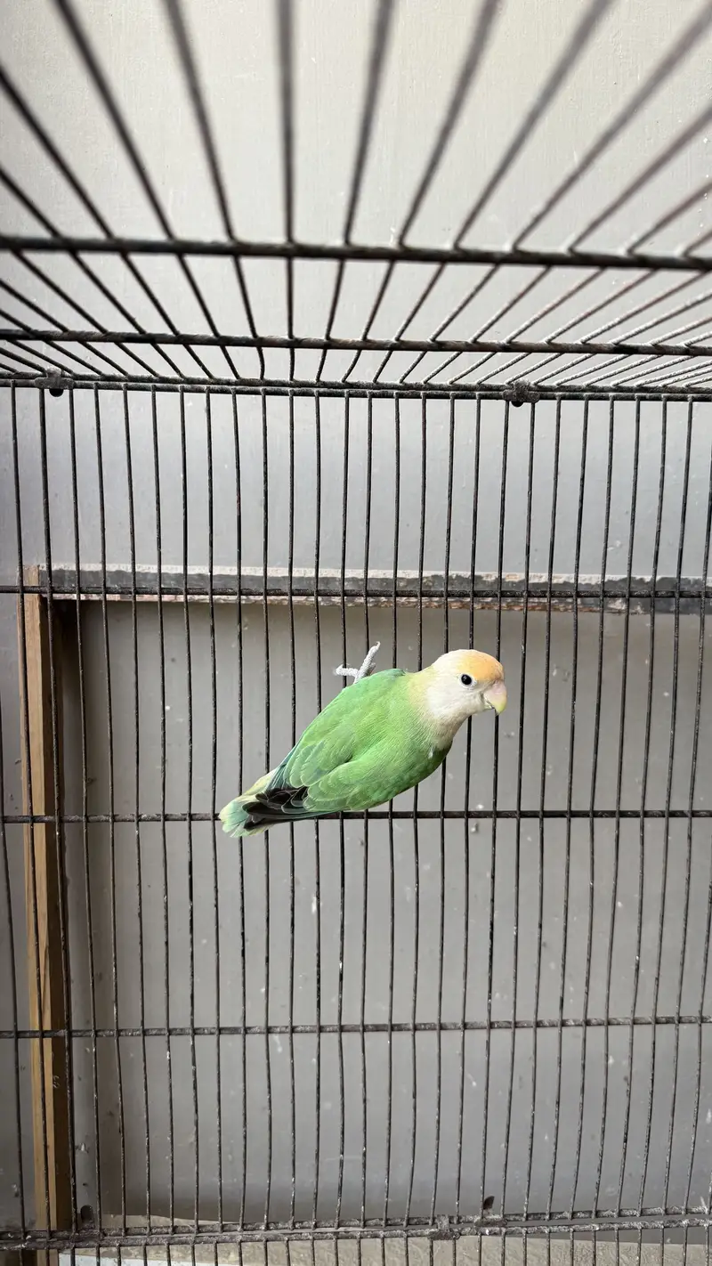 Love birds and budgie setup for sale — photo 6