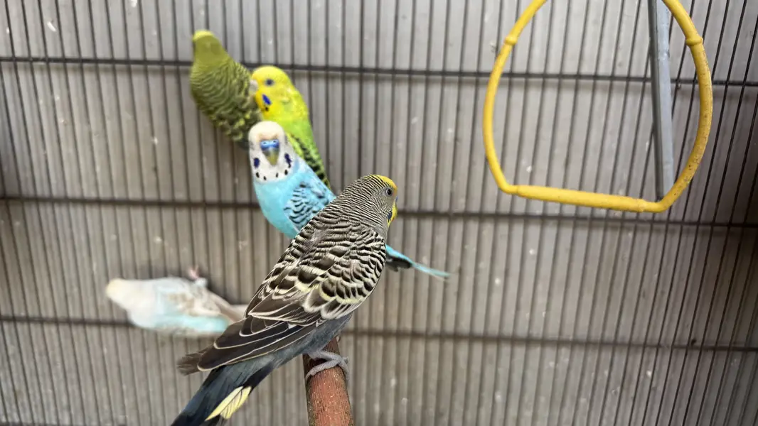 Love birds and budgie setup for sale — photo 7