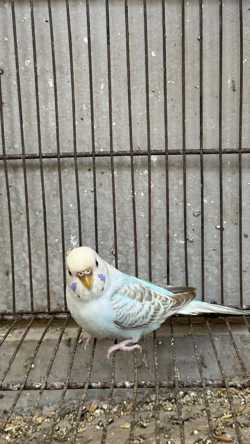 Love birds and budgie setup for sale — photo 8