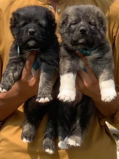 afgani koche dog 2 mahnt for sale active and healthy