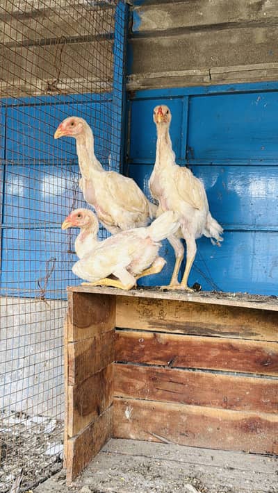 White shamu chicks for sale paper white shamoo chicks hain